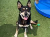 adoptable Dog in orange, CA named BELDAR