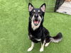 adoptable Dog in orange, CA named TOPHER