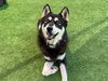 adoptable Dog in  named HANK