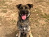 adoptable Dog in  named GROOT