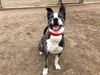 adoptable Dog in orange, CA named BLANKA