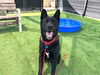 adoptable Dog in  named DUNCAN