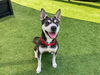 adoptable Dog in  named EDEN
