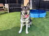 adoptable Dog in  named BRUCE