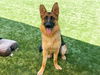 adoptable Dog in  named CALLAN