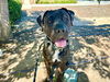 adoptable Dog in  named LINCOLN