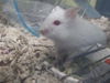 adoptable Hamster in Orange, CA named PATSY