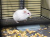 adoptable Hamster in orange, CA named CELINE