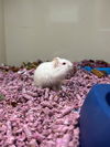 adoptable Hamster in Orange, CA named HANK