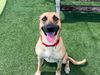 adoptable Dog in orange, CA named ROSALIE