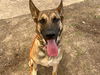 adoptable Dog in orange, CA named CARLY