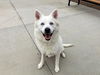 adoptable Dog in Orange, CA named MIRACLE