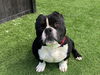 adoptable Dog in Orange, CA named ORION