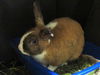 adoptable Rabbit in orange, CA named CHIP