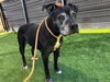 adoptable Dog in  named ELEANOR