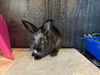adoptable Rabbit in orange, CA named CHANCE