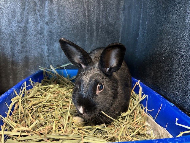 adoptable Rabbit in Orange, CA named OSCAR