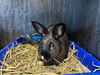 adoptable Rabbit in  named OSCAR
