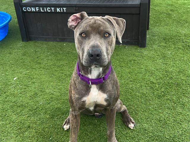 adoptable Dog in Orange, CA named CASEY