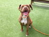 adoptable Dog in  named JUNO