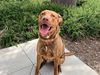 adoptable Dog in orange, CA named ROBOTNIK