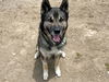 adoptable Dog in orange, CA named ROVER
