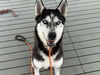 adoptable Dog in orange, CA named RAYMOND
