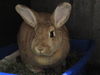 adoptable Rabbit in  named HARLEY QUINN