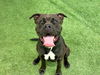 adoptable Dog in  named OCEAN