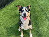 adoptable Dog in  named KODA