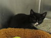 adoptable Cat in orange, CA named ANA