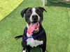 adoptable Dog in orange, CA named MELO
