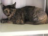 adoptable Cat in orange, CA named TROIS