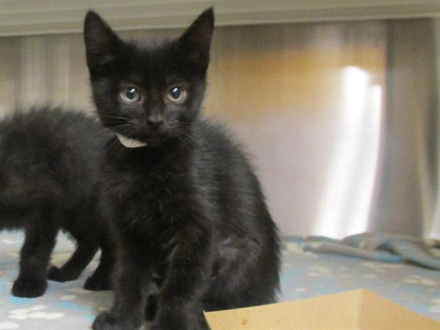 adoptable Cat in Orange, CA named ANTHONY