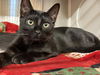 adoptable Cat in Orange, CA named BEATRICE