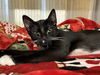 adoptable Cat in orange, CA named BIANCA