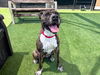 adoptable Dog in  named BROOKE