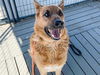 adoptable Dog in Orange, CA named JACKIE