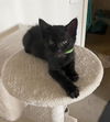 adoptable Cat in Orange, CA named ETHAN