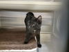 adoptable Cat in orange, CA named VICTORIA B