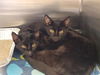 adoptable Cat in Orange, CA named GERI H