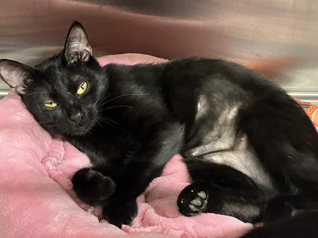 adoptable Cat in Orange, CA named SALEM