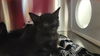adoptable Cat in Orange, CA named ECCO