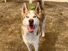 adoptable Dog in orange, CA named ROCKY