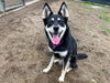 adoptable Dog in  named TINA