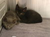adoptable Cat in Orange, CA named KURO