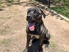 adoptable Dog in  named PHOENIX