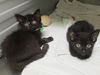 adoptable Cat in  named FLORENCE