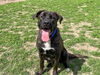 adoptable Dog in  named HARLEY