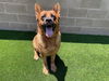 adoptable Dog in Orange, CA named LARGE MARGE